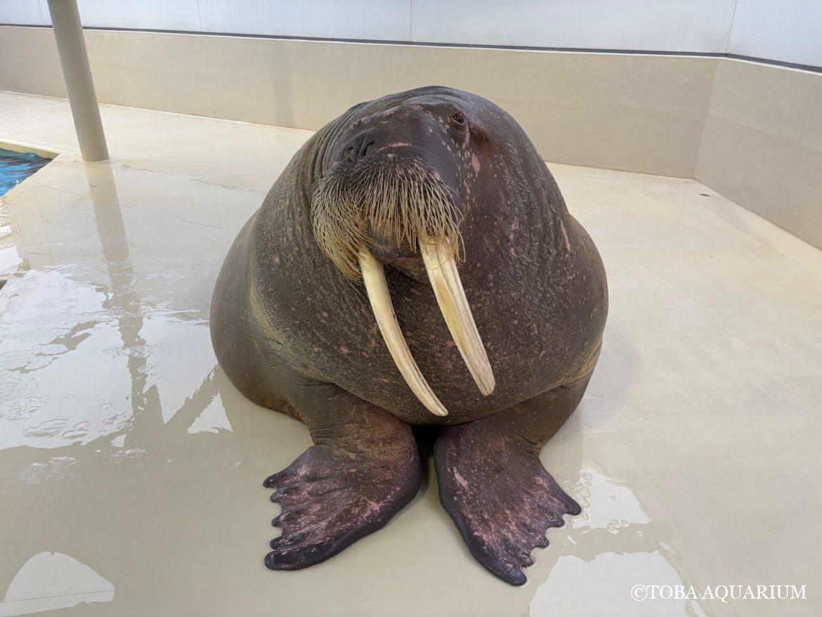 今年も一年ありがポウ！！！