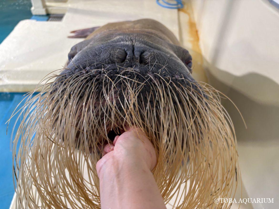 「世界セイウチの日」質問コーナー④