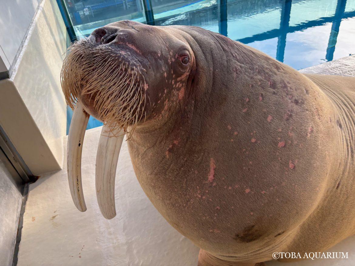 「世界セイウチの日」質問コーナー⑥