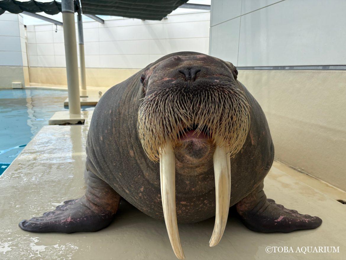 「世界セイウチの日」質問コーナー⑤