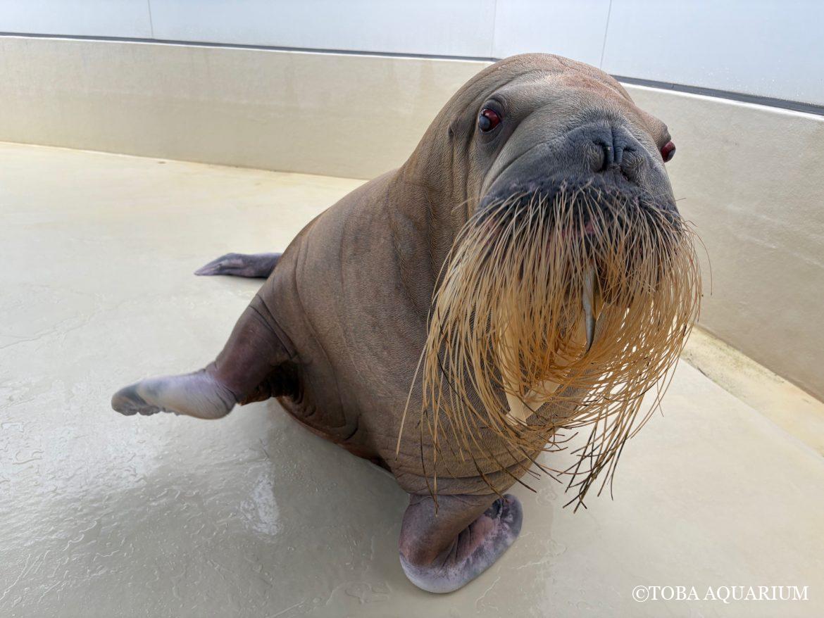 「世界セイウチの日」質問コーナー①