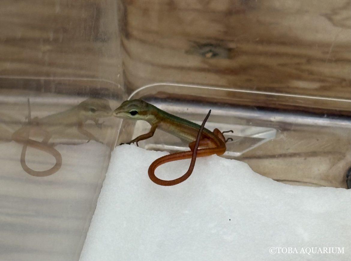 ミヤコカナヘビ、産まれました！！