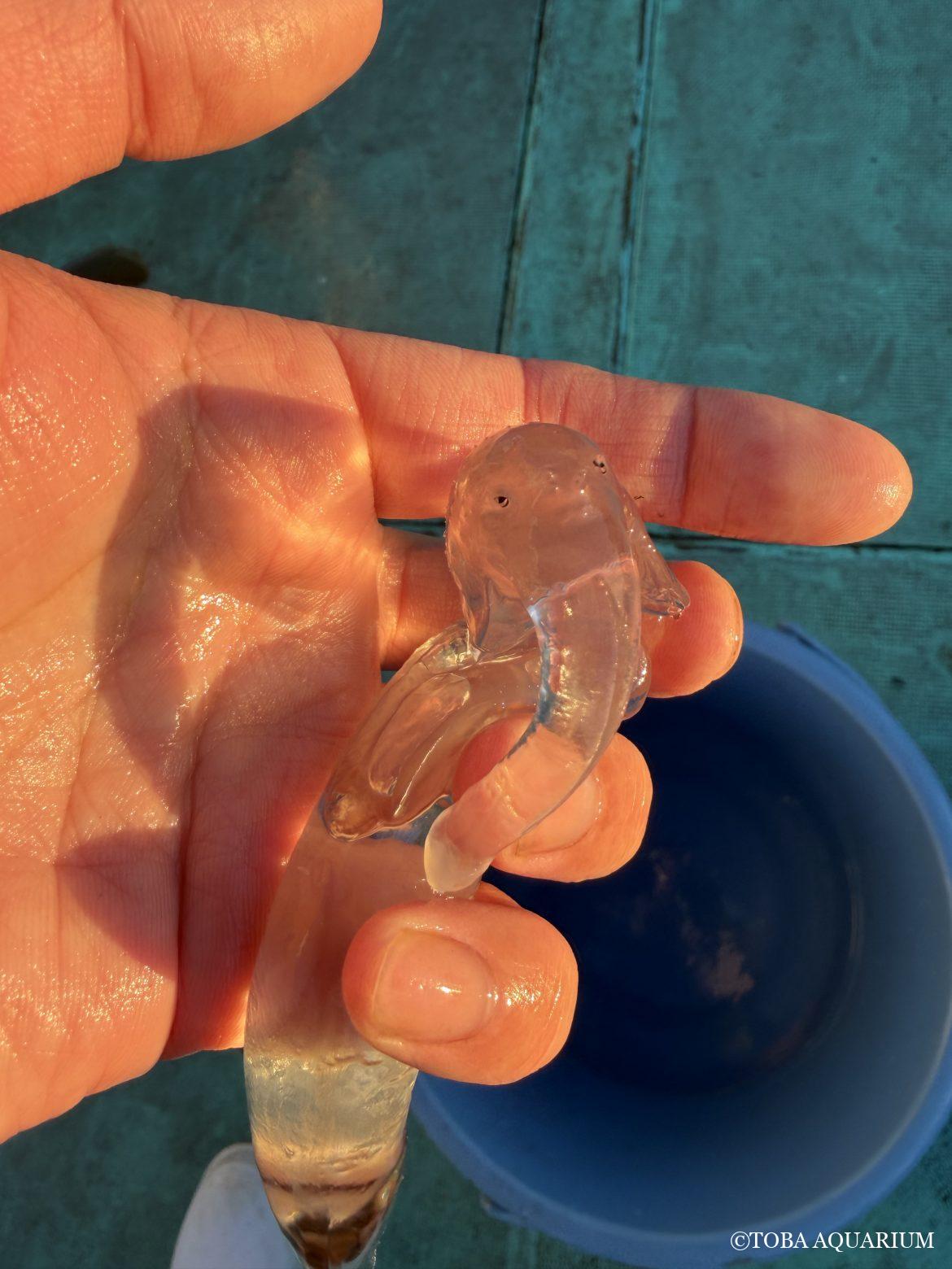 ハダカ？ゾウ？クラゲ？