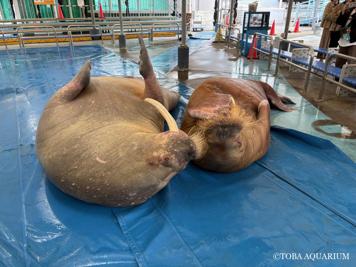 「世界セイウチの日」後日談⑤
