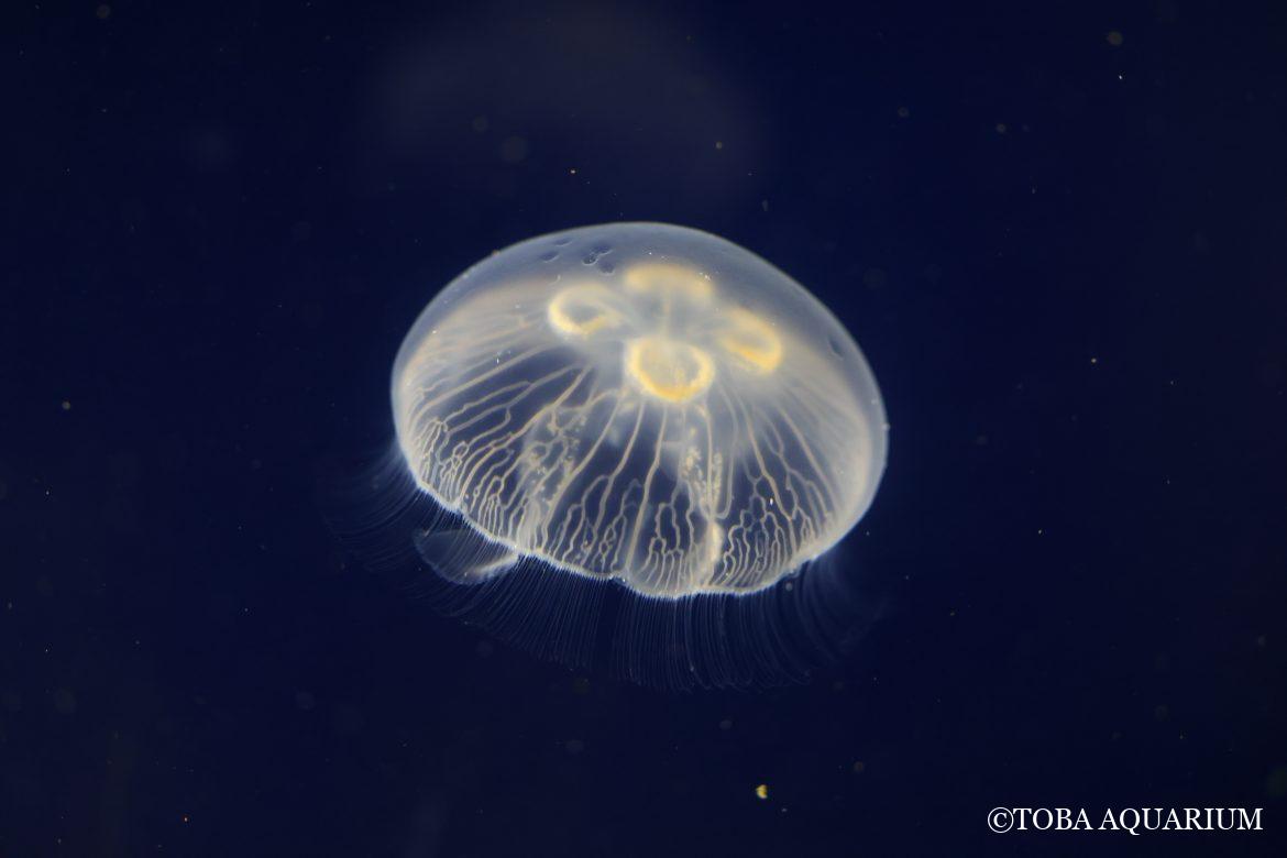 知ってるようで知らないクラゲ