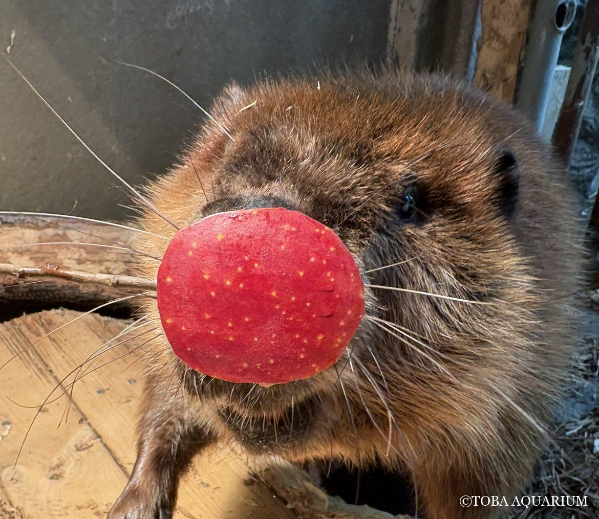 プレゼントどうぞ