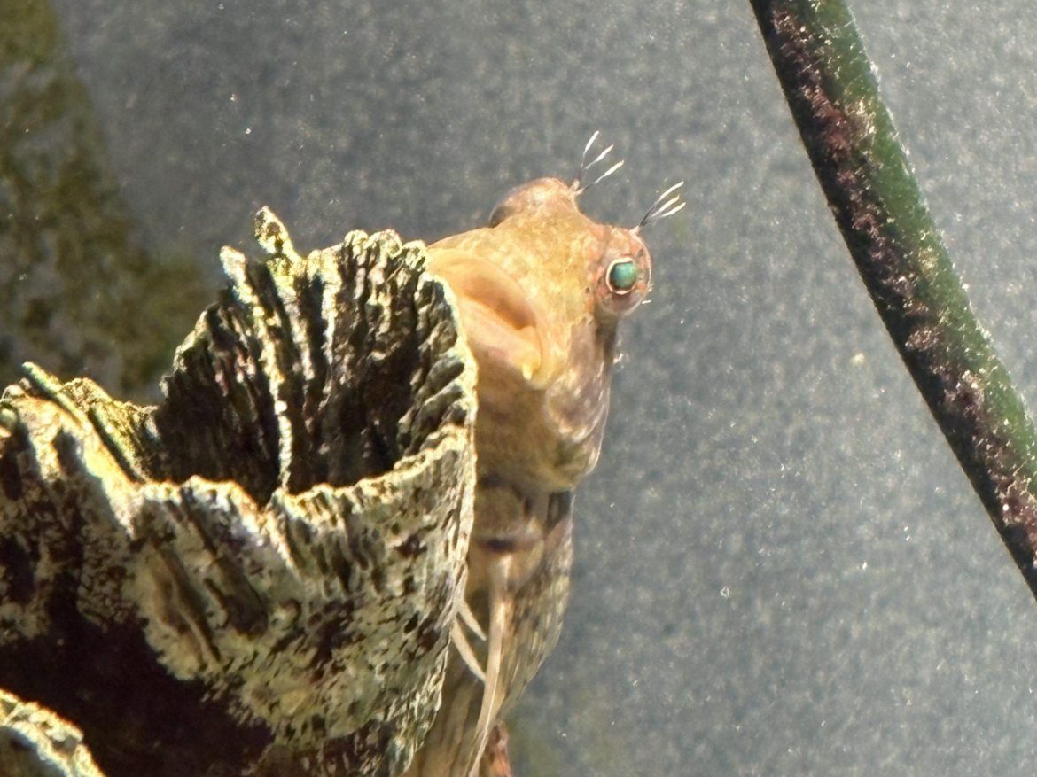 かくれんぼ上手のかわいい子