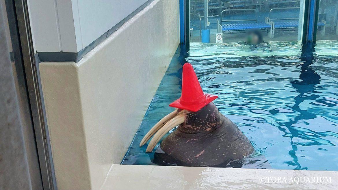 おもちゃ取ってきておいたよ