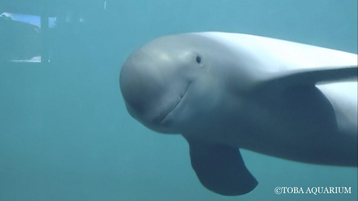 スナメリーズのご挨拶