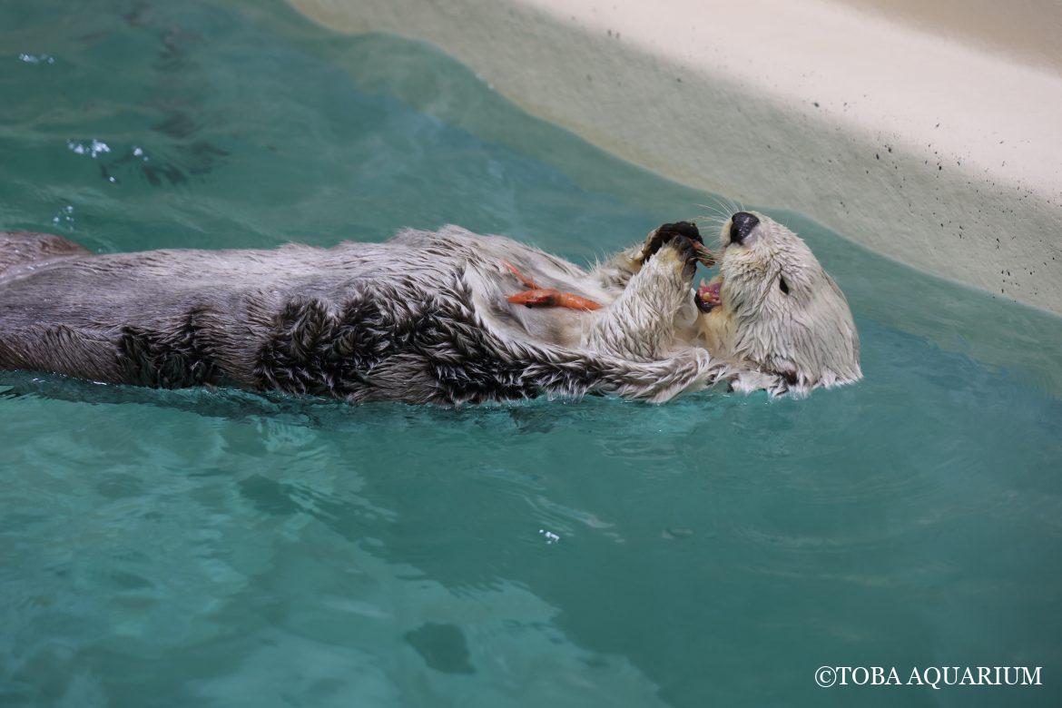 メイちゃんとアマエビ