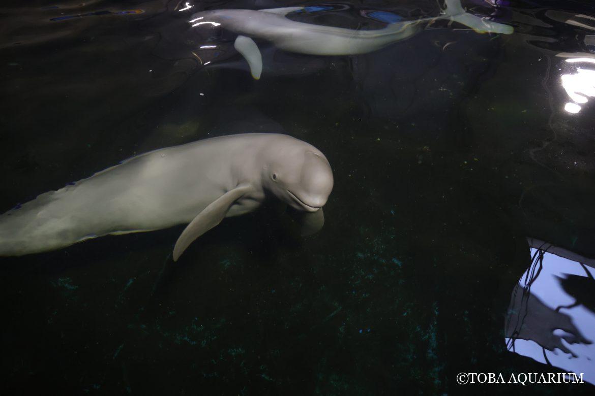 スナメリ移動のお知らせ