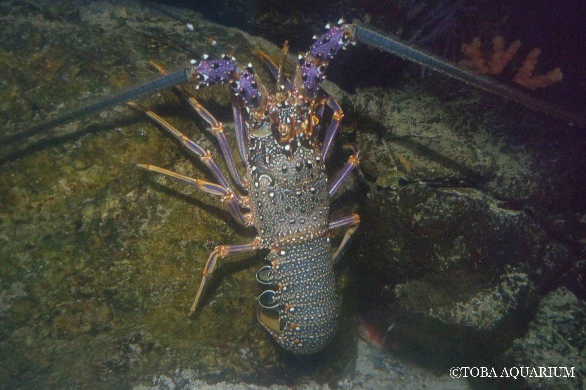 アカイセエビが脱皮しました