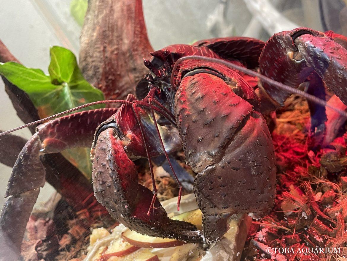 期待の大型新人！？