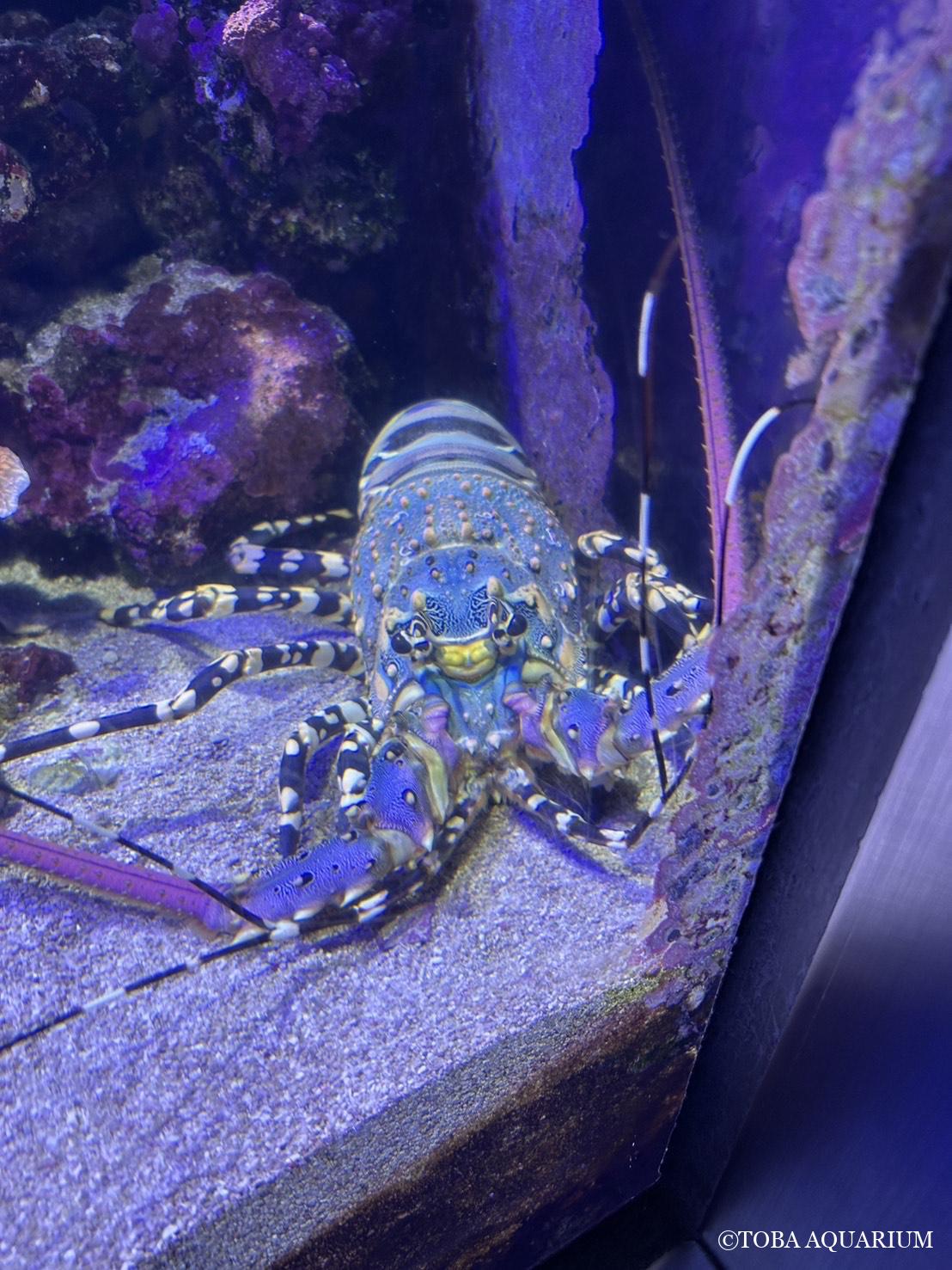 ニシキエビを展示しました。