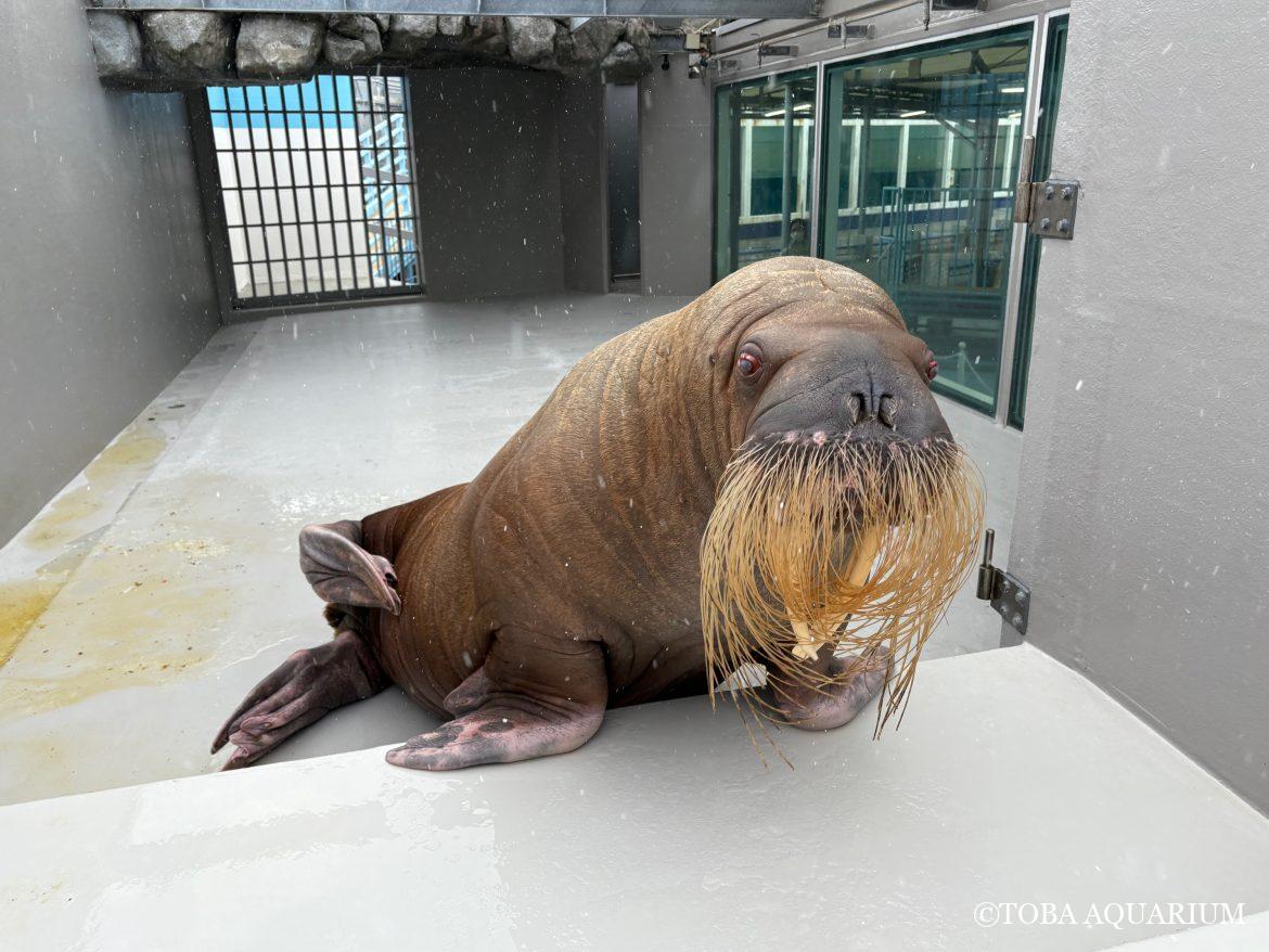 セイウチ達と雪⛄