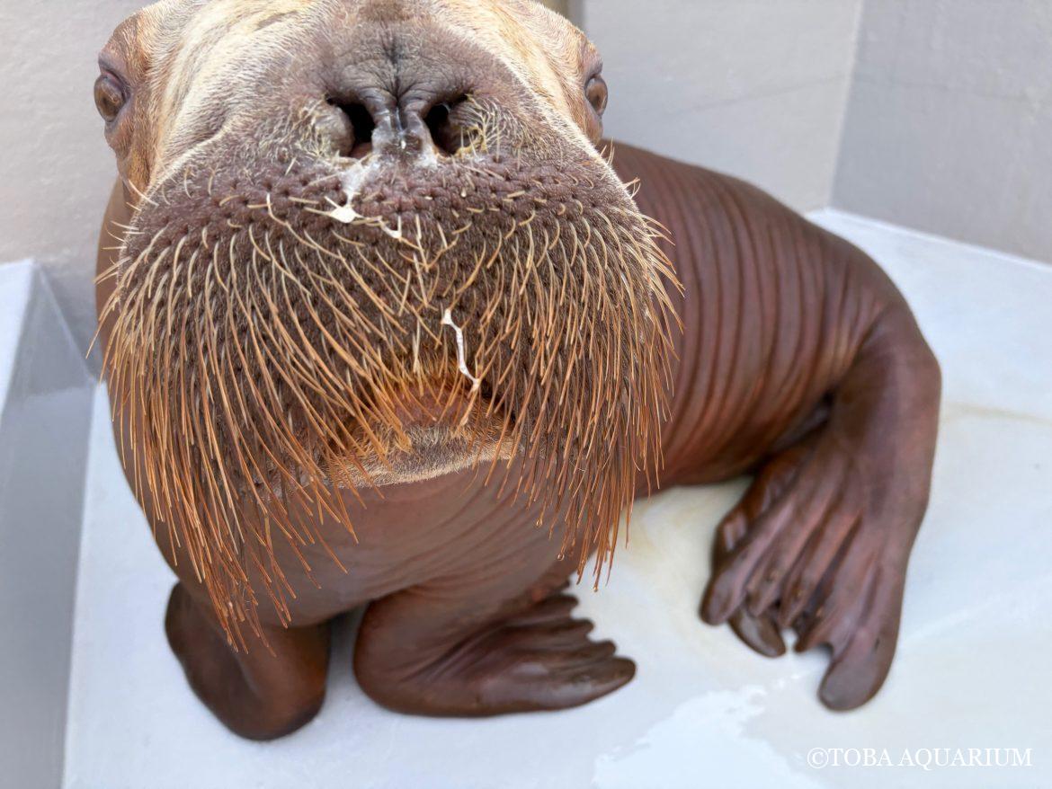 ツララー！いちこー！おはよう🌞