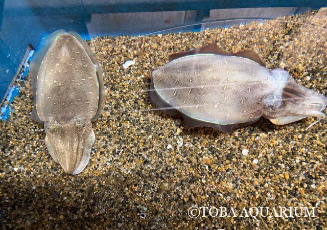 オウムガイのエボシガイ | 鳥羽水族館 飼育日記 オウムガイのエボシガイ | 鳥羽水族館 飼育日記