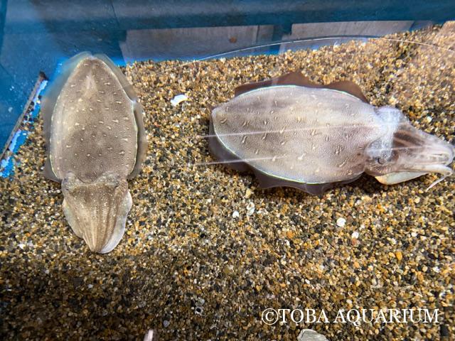 コウイカ類を搬入しました