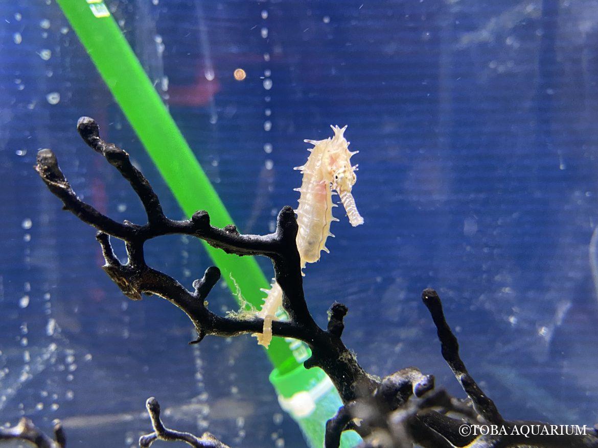 今年もきっと「ウマく」いく