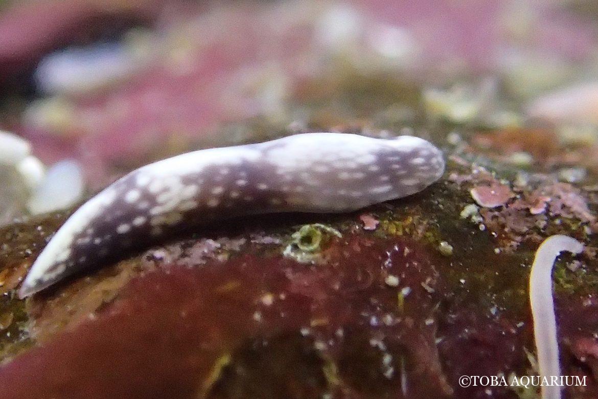 新種！スガシマヒョウモンウズムシ