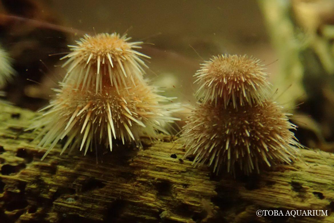 第２回「伊勢志摩海洋教育アライアンス」研究発表会のお知らせ