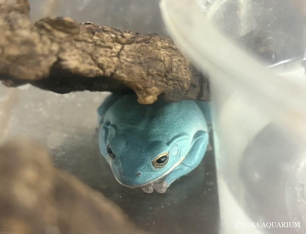 元気に過ごしています🐸