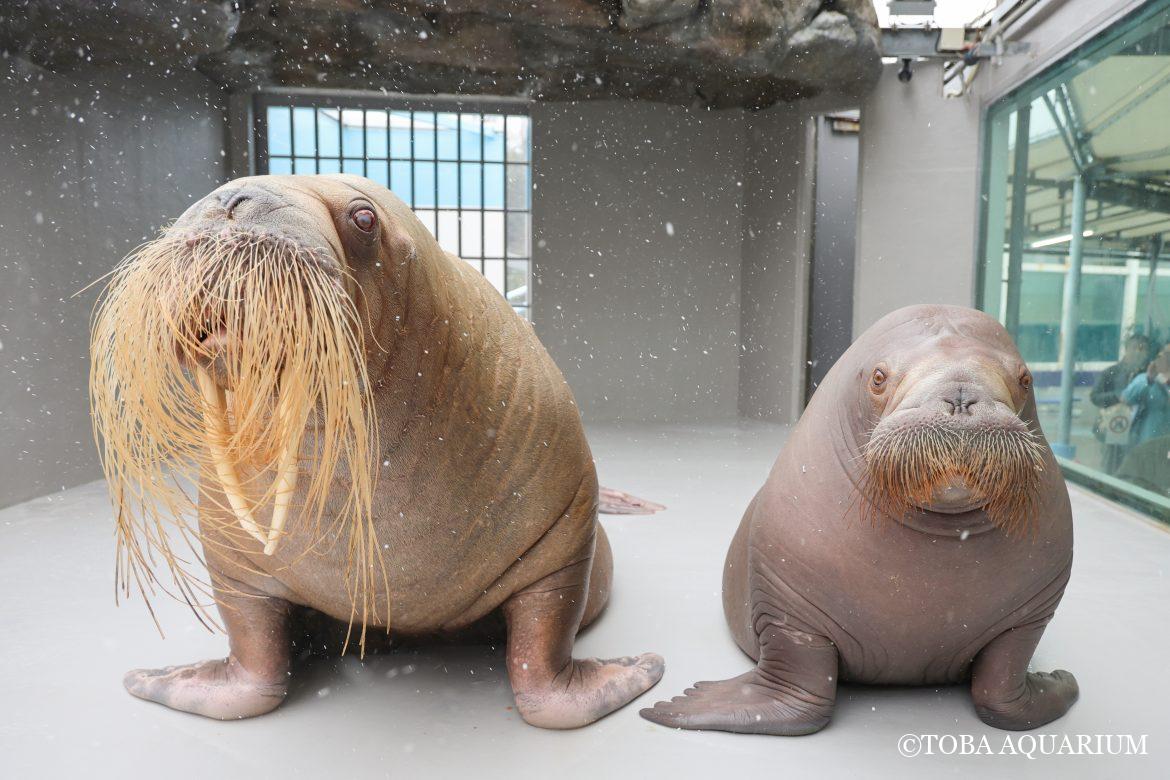 冬の贈り物、ほら雪だよ。