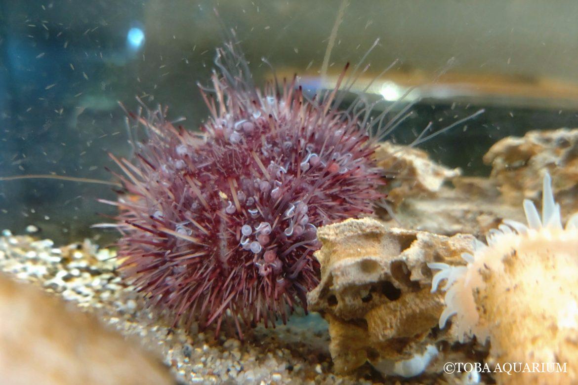 カサアシガゼの管足の役割について一考察