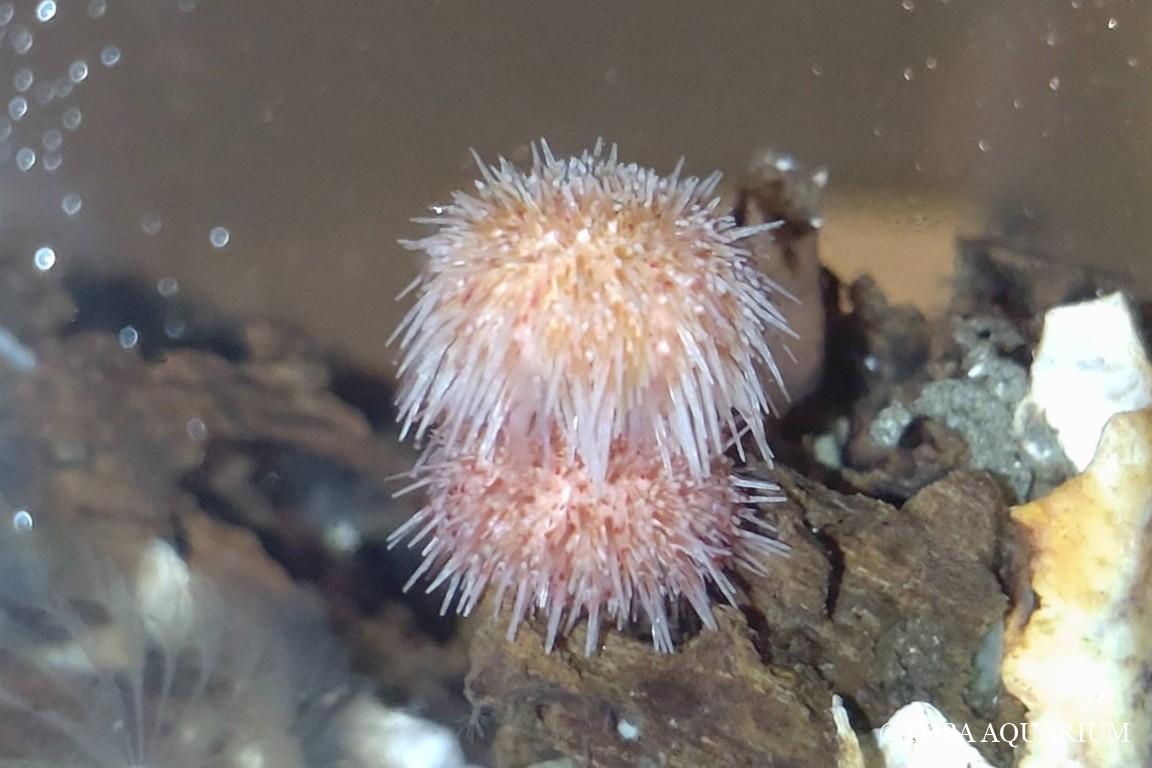 久しぶりのドラミング行動