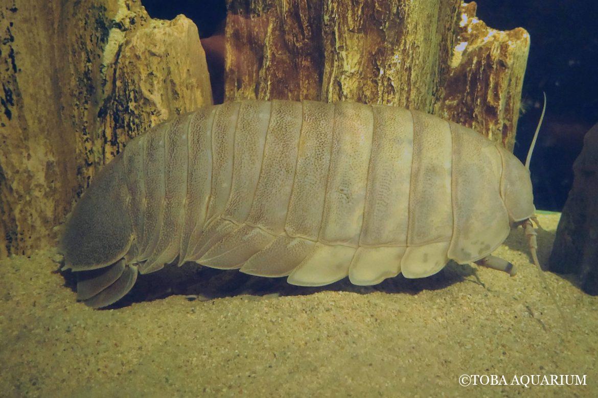 ダイオウグソクムシ№32の脱皮兆候を確認しました