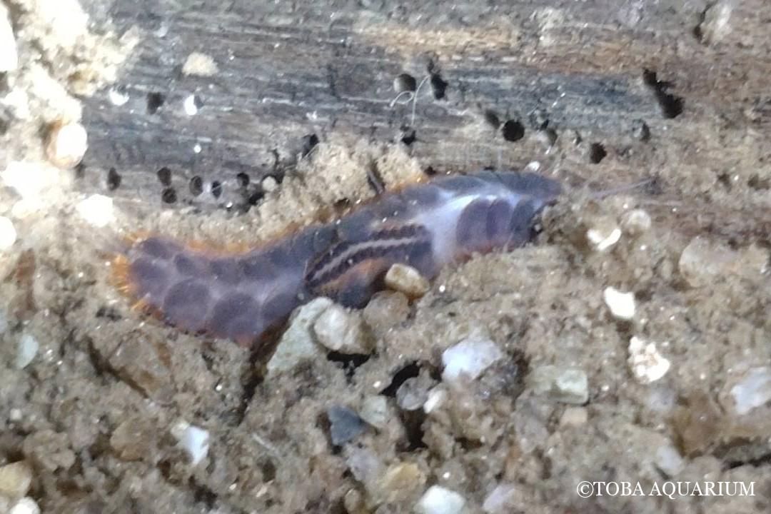 小型個体を背負った紫のウロコムシ