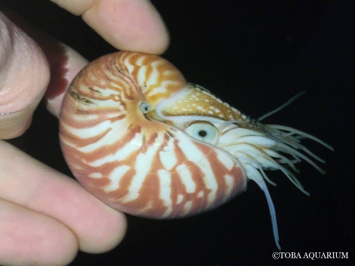 パラオオウムガイB13の口周辺を観察してみる