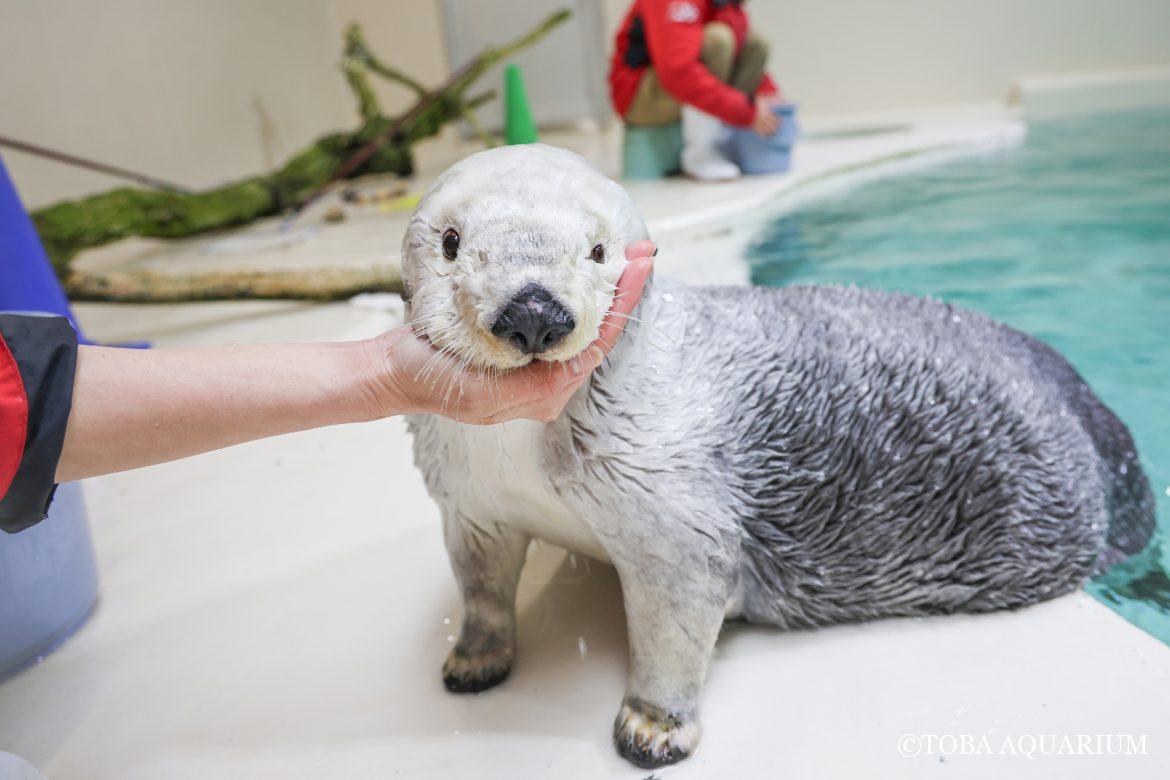 メイちゃんのお顔は本当に小さいのか