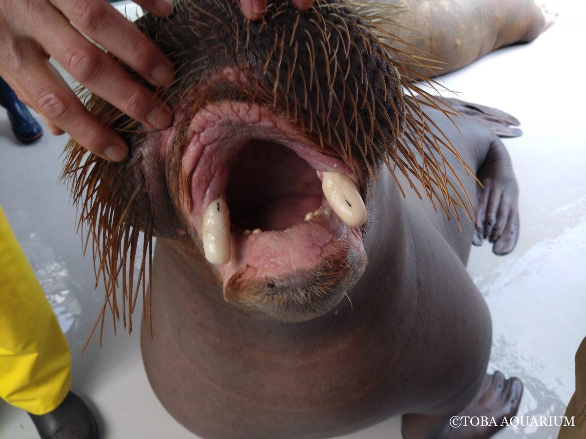 セイウチは牙が命