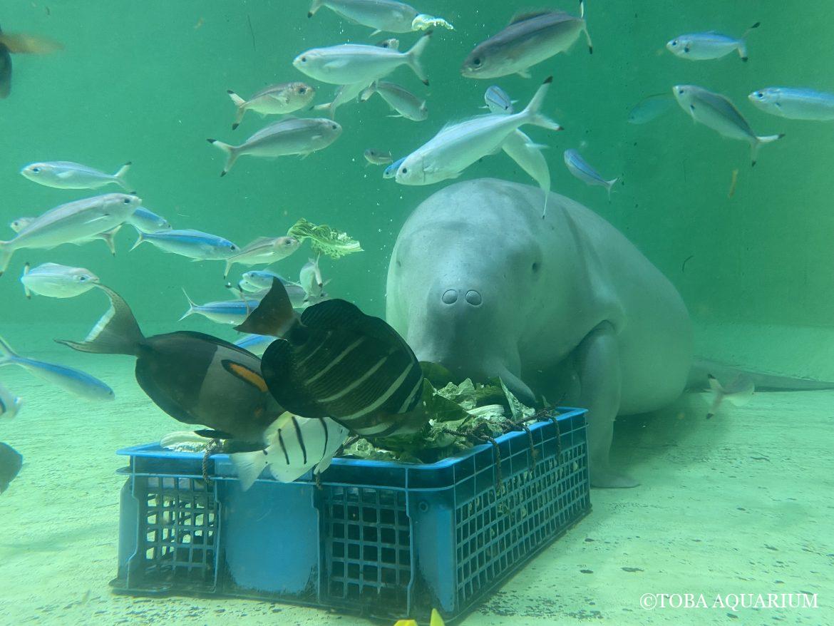 「ジュゴンのセレナちゃんキーホルダー」発売開始！!