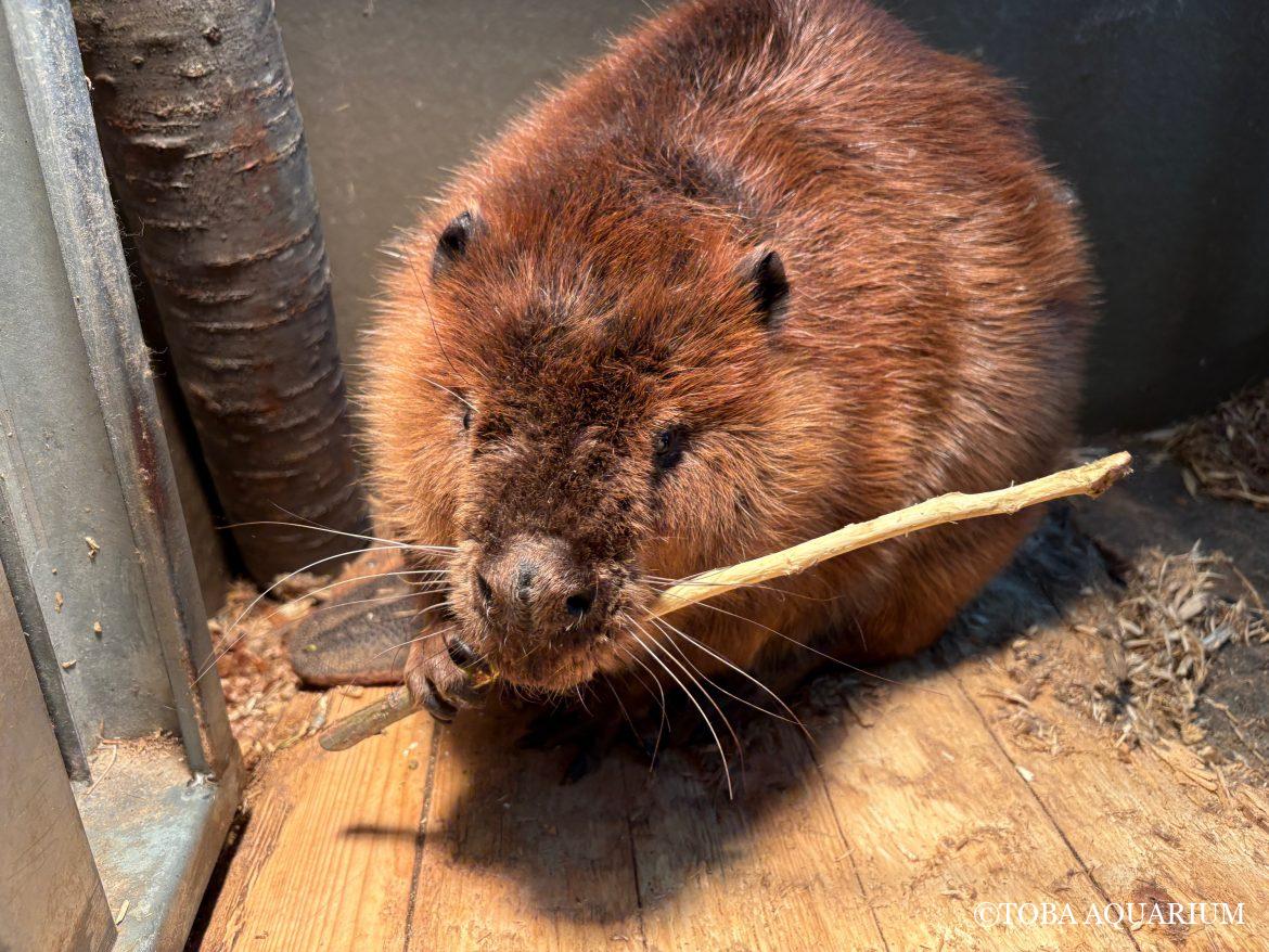 ヤナギを食べるビーバーのグリンくん
