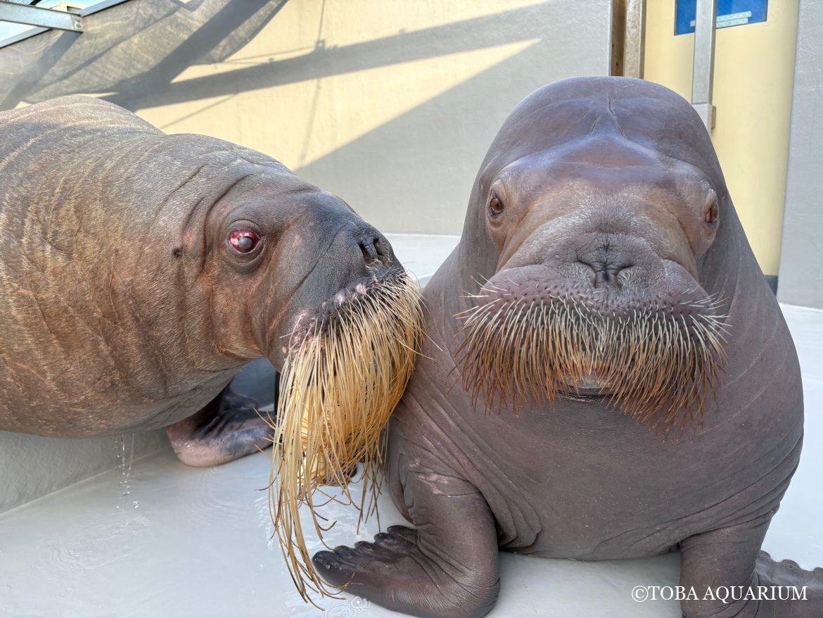 ツララの左側はいちこ専用？