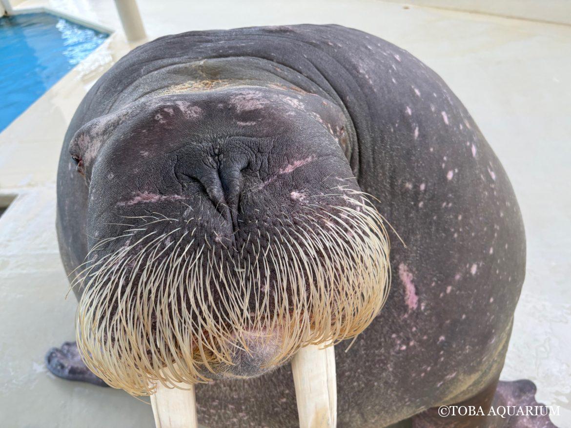 でっっっっっっっっっっか！！！！！