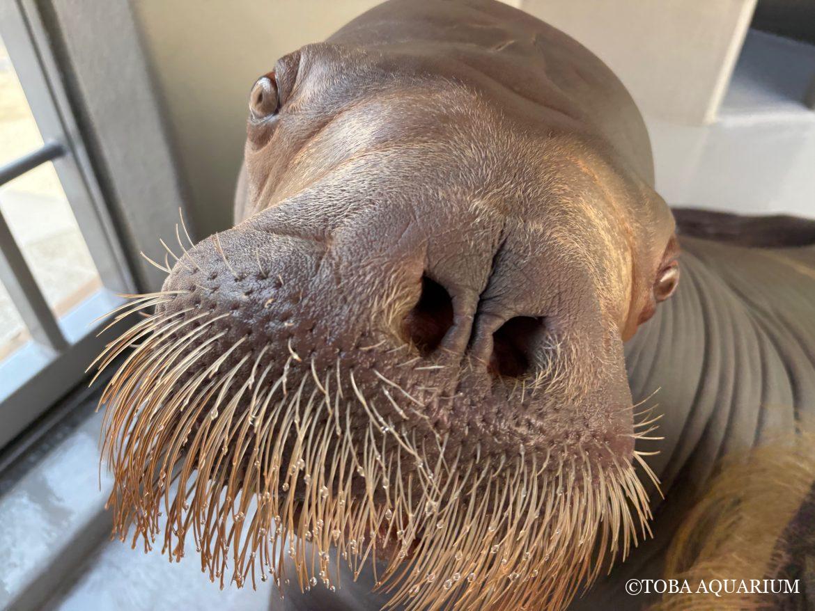 いちこの遊び方