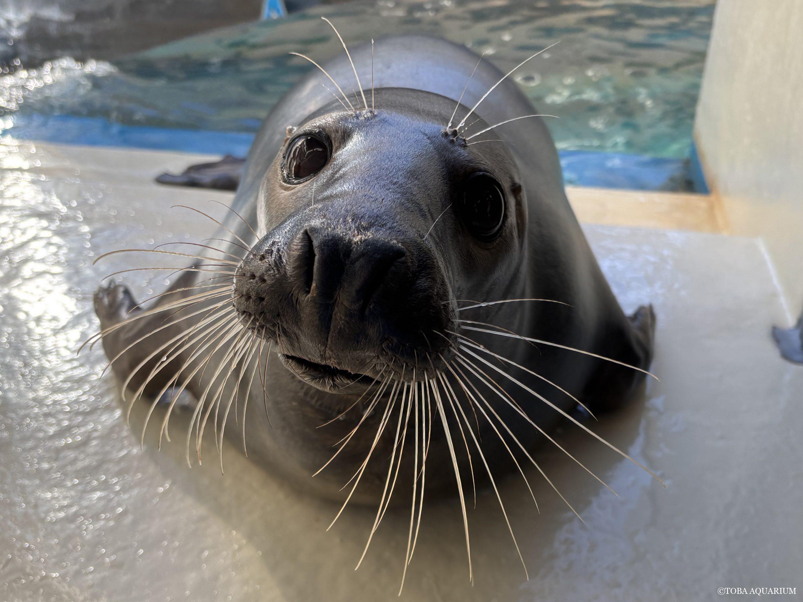 バースデーアザラシズ | 鳥羽水族館 飼育日記 バースデーアザラシズ | 鳥羽水族館 飼育日記