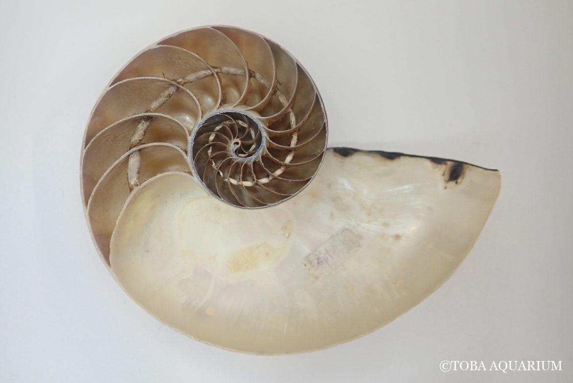 いつまでもオウムガイ好き