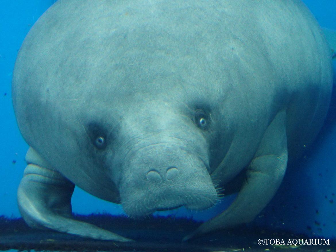 みらいの体こすり事情