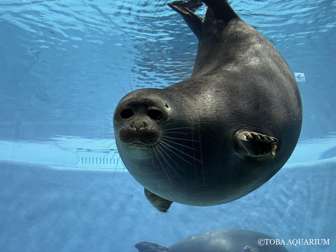 観察しているのかされているのか
