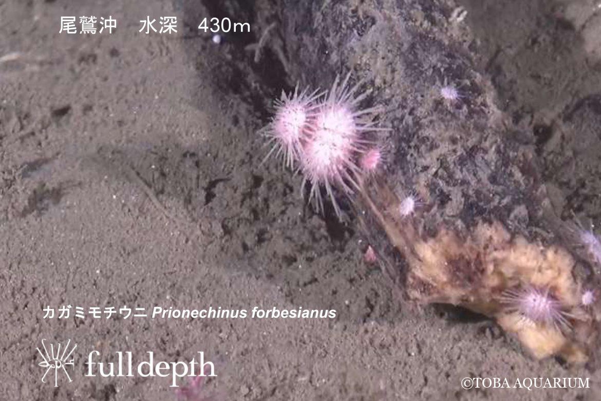 水槽で自然の行動を想像する