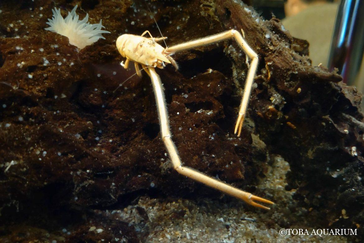 オカダシンカイコシオリエビがやってきた。