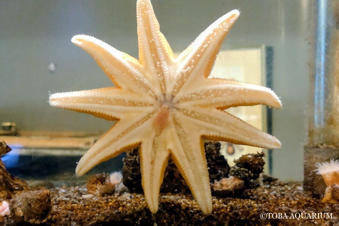 アステロミゾストマム成長中