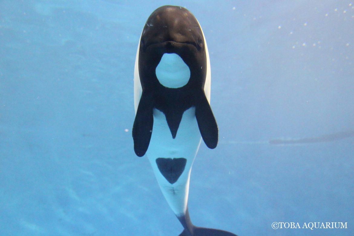 イロワケイルカの見ワケ方