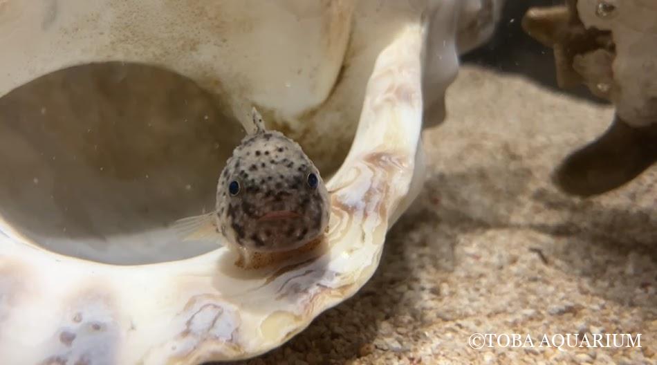 あなたの推しになれますか？