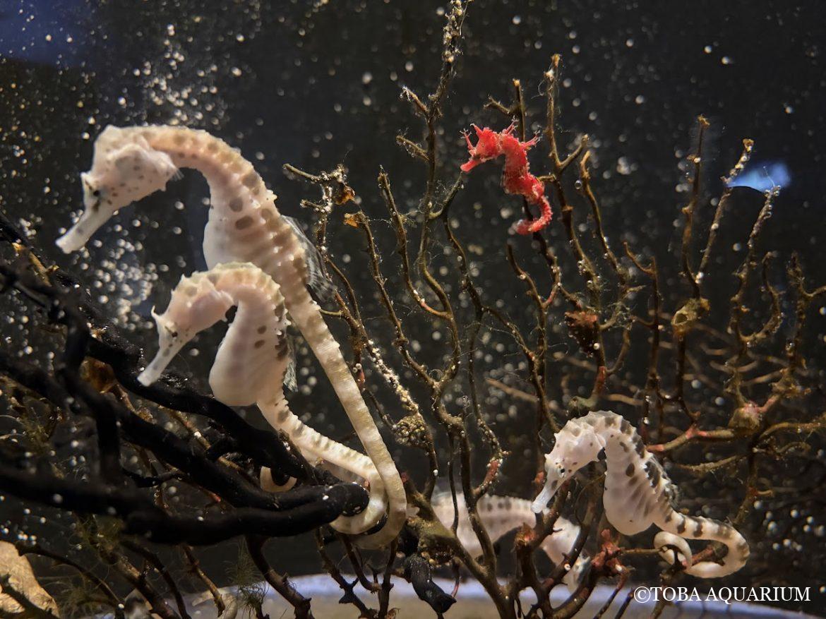 ２歳のお誕生日と新入り「ハナタツ」