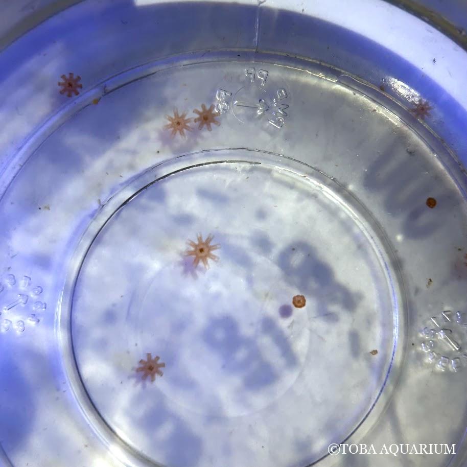 小さな○○が成長中